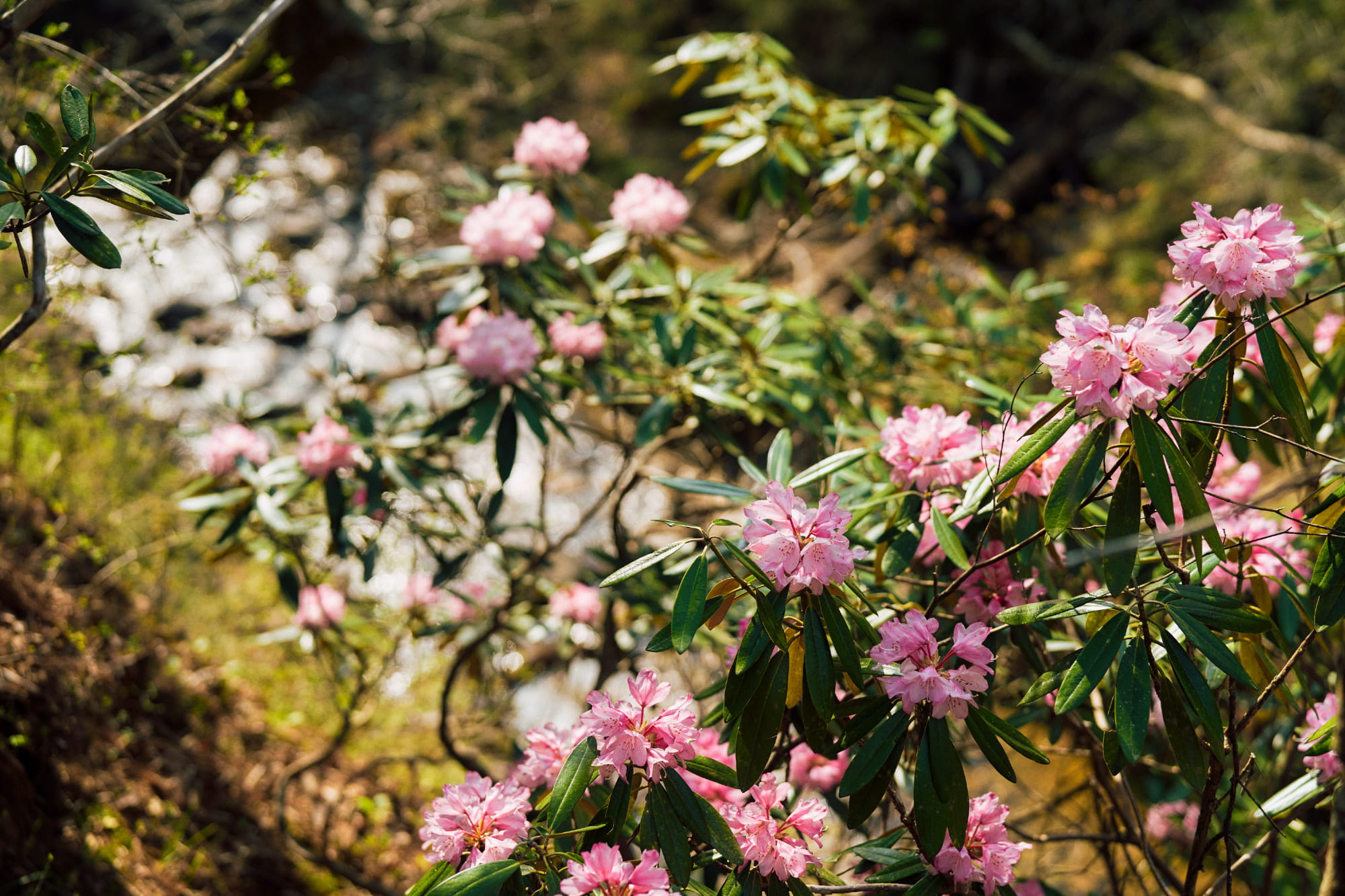 境内 石楠花の開花
